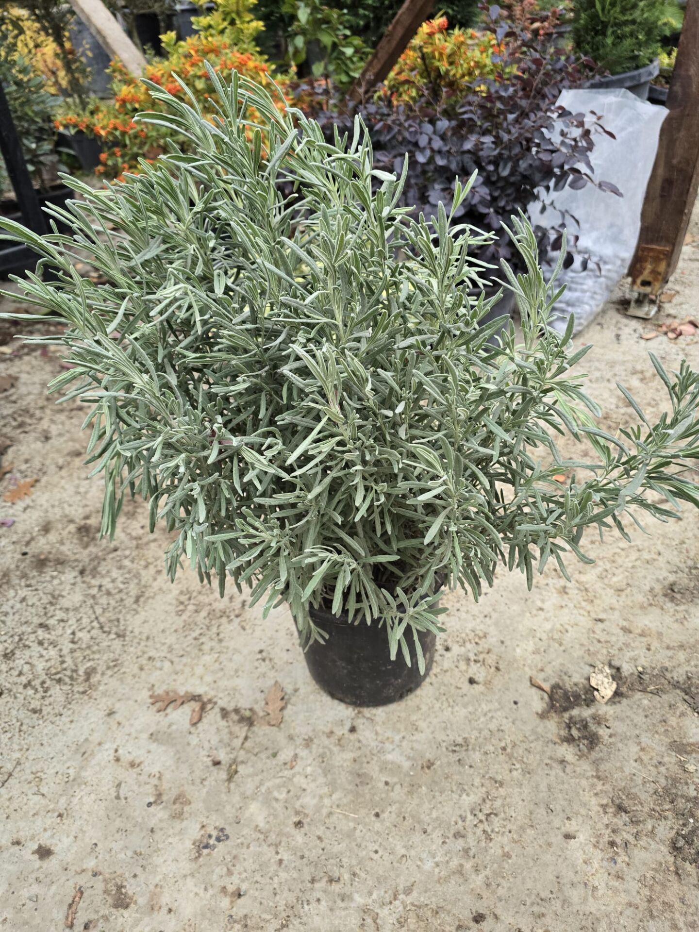 Lavanta - Lavandula officinalis