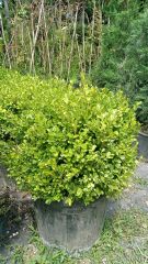 Top Şimşir ( 40-60 cm ) - Buxus sempervirens ball