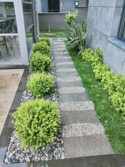 Top Şimşir ( 80-100 cm ) - Buxus sempervirens ball