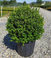 Top Şimşir ( 80-100 cm ) - Buxus sempervirens ball