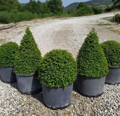 Top Şimşir ( 80-100 cm ) - Buxus sempervirens ball