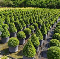 Top Şimşir ( 80-100 cm ) - Buxus sempervirens ball