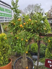 Mandalina Ağacı - Citrus reticulata