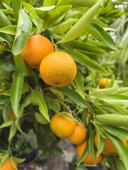 Mandalina Ağacı - Citrus reticulata