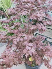 Kırmızı Yapraklı Japon Akçaağaç ( 2 mt ) - Acer palmatum