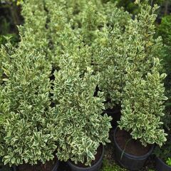 Euonymus Japonicus Bravo