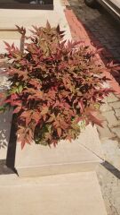 Nandina domestica gulf stream - Yarı Bodur Cennet Bambusu