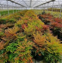 Nandina domestica gulf stream - Yarı Bodur Cennet Bambusu