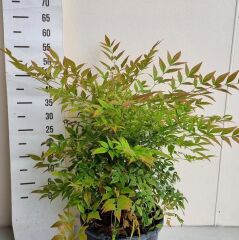 Nandina domestica gulf stream - Yarı Bodur Cennet Bambusu