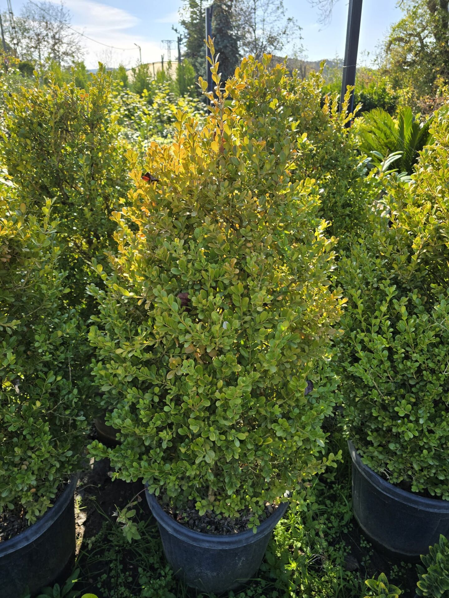 Piramit Şimşir - Buxus sempervirens pyramidalis