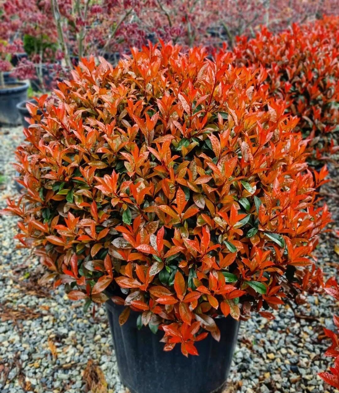 Alev Çalısı - Photinia Red Robin