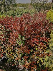 Alev Çalısı - Photinia Red Robin