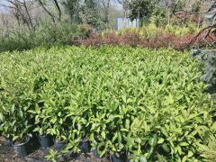 Parlak Yapraklı Kartopu - Viburnum Lucidum