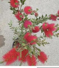 Fırça Çalısı - Callistemon laevis