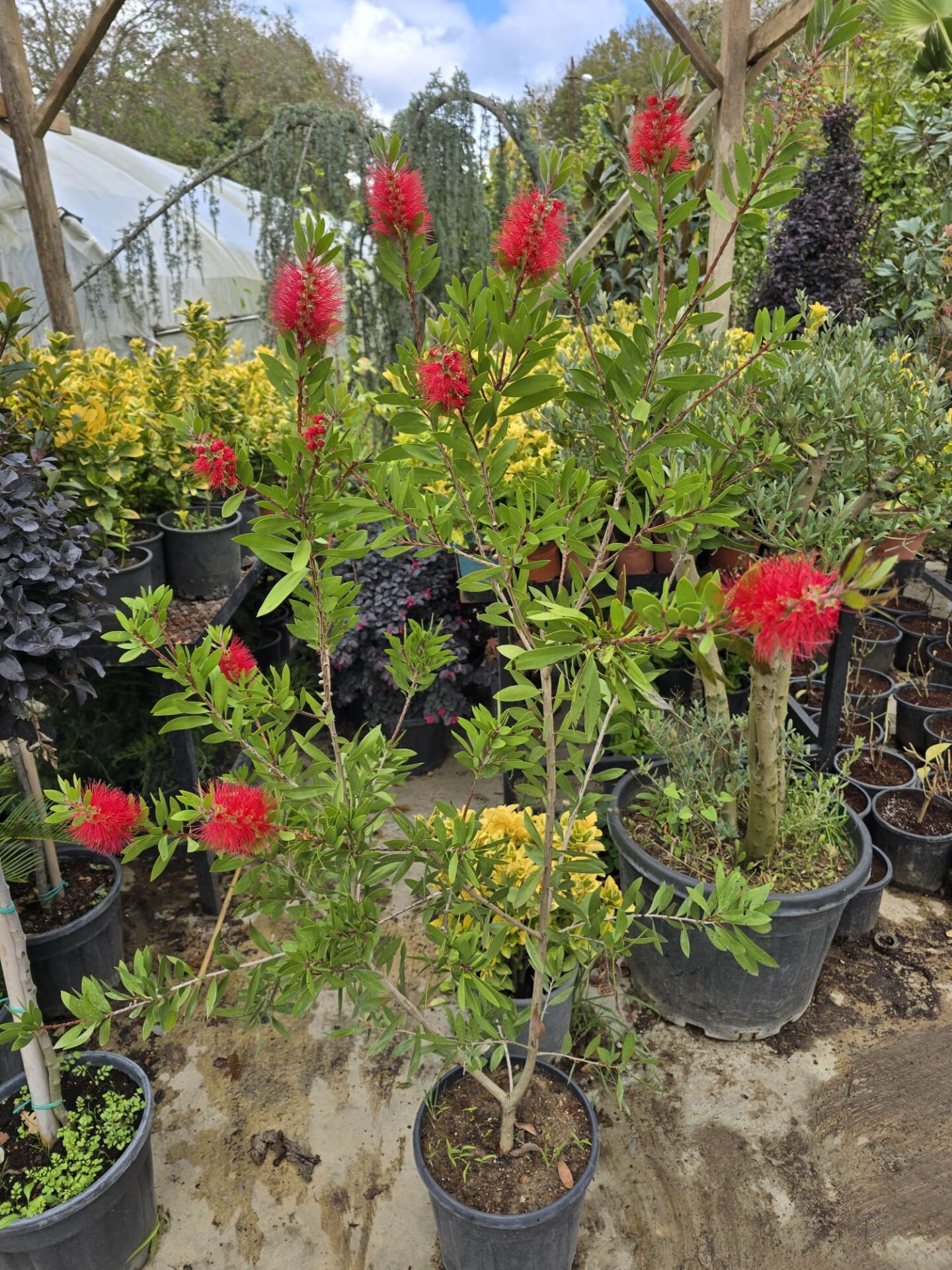 Fırça Çalısı - Callistemon laevis