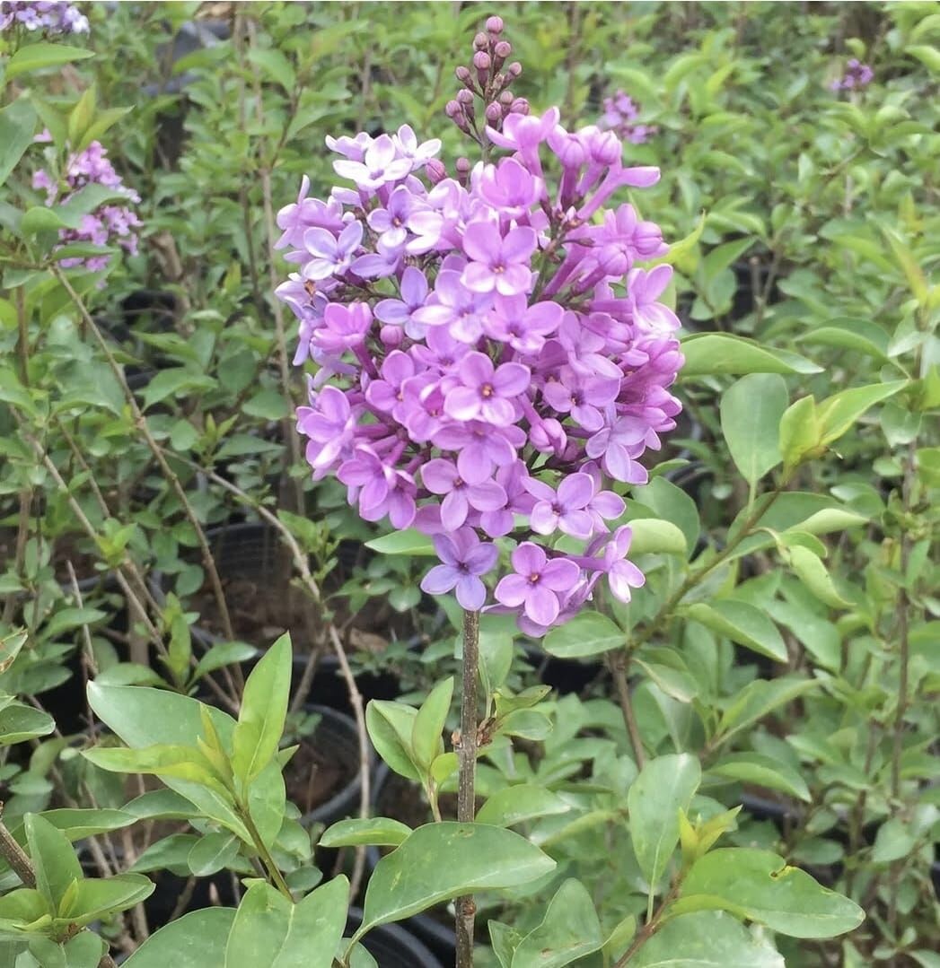 Leylak - Syringa chinensis