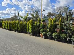 Limoni Servi - Cupressus macrocarpa goldcrest( 1,5-2 mt )