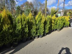 Limoni Servi - Cupressus macrocarpa goldcrest( 1,5-2 mt )