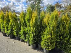 Limoni Servi - Cupressus macrocarpa goldcrest( 1,5-2 mt )