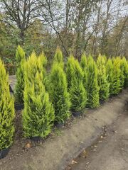 Limoni Servi - Cupressus macrocarpa goldcrest( 1,5-2 mt )