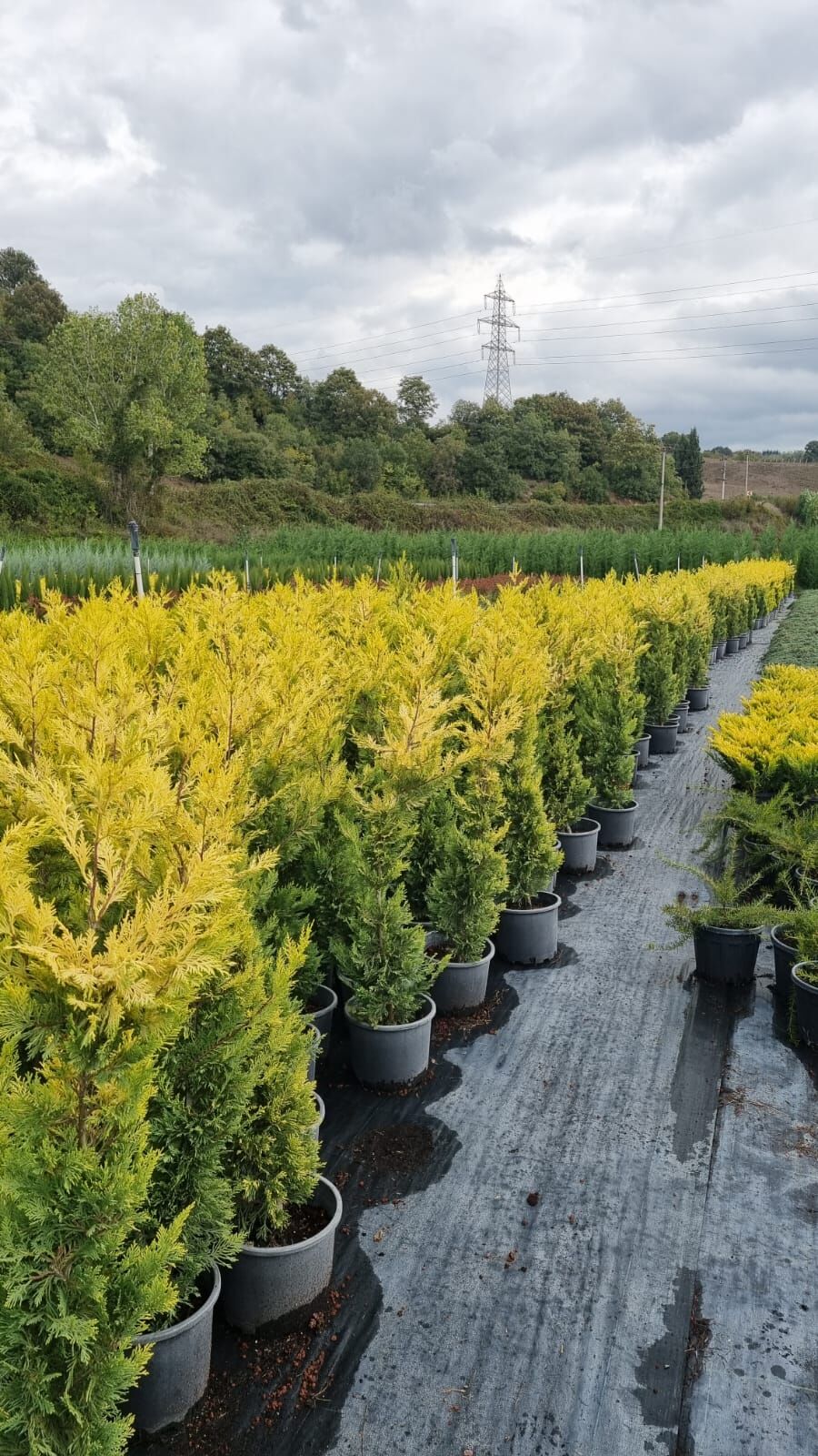 Gold Rider Leylandi - Cupressocyparis leylandii (1-1,5 mt )