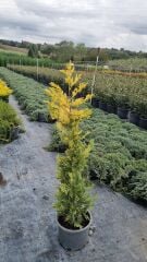 Gold Rider Leylandi - Cupressocyparis leylandii (1-1,5 mt )