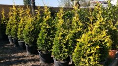 Gold Rider Leylandi - Cupressocyparis leylandii (1-1,5 mt )