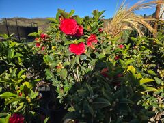 Japon Kamelyası - Camellia japonica