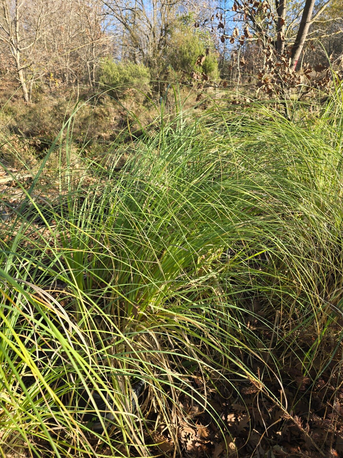 Pampas Otu - Saz Püskülü - Cortaderia selloana pumila