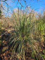 Pampas Otu - Saz Püskülü - Cortaderia selloana pumila