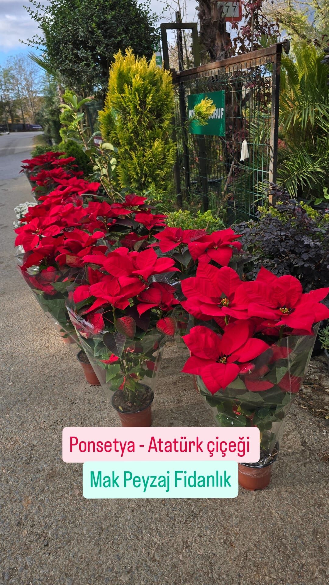 Poinsettia  Atatürk Çiçeği