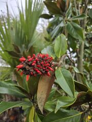 Manolya Ağacı ( 125-150 cm ) - Magnolia grandiflora gallisoniensis