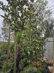 Manolya Ağacı ( 300-400 cm ) - Magnolia grandiflora gallisoniensis