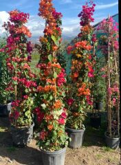 Begonvil - Bougainvillea spectabilis