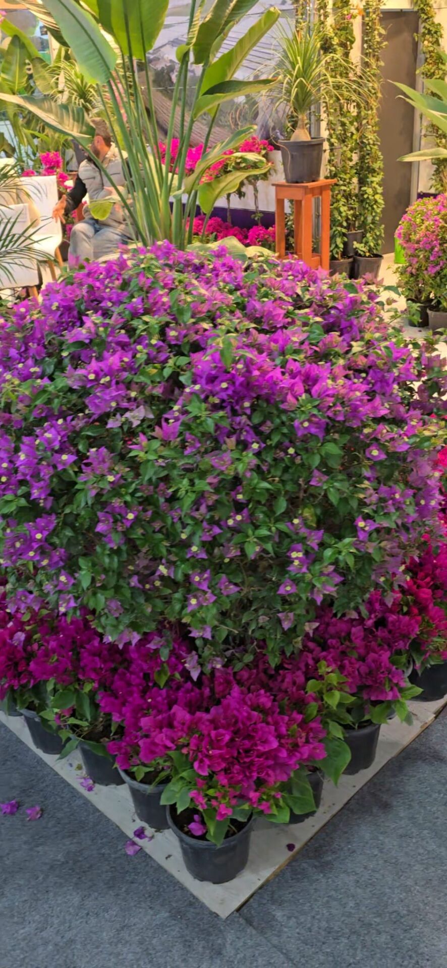 Begonvil - Bougainvillea spectabilis