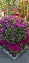 Begonvil - Bougainvillea spectabilis