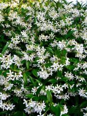 Arap Yasemini - Rhyncospermum jasminoides