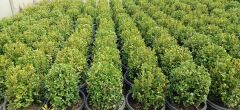 Şimşir - Buxus sempervirens