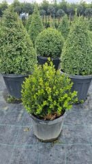 Şimşir - Buxus sempervirens