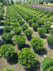 Şimşir - Buxus sempervirens