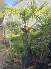 Bodur Palmiye - Chamarops humilis