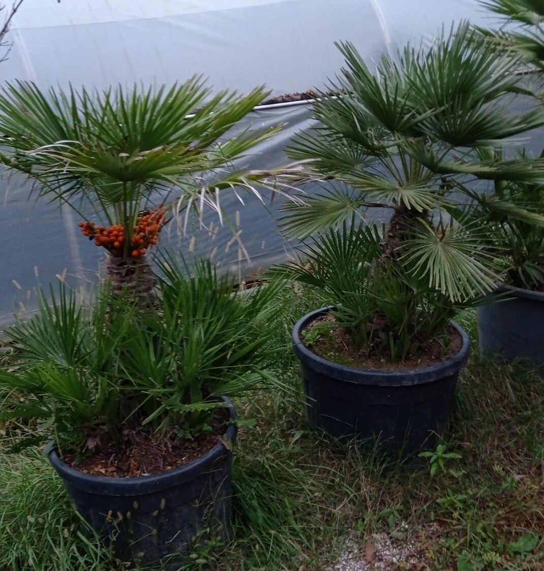 Bodur Palmiye - Chamarops humilis