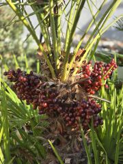 Bodur Palmiye - Chamarops humilis