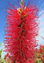 Tijli Fırça Çalısı - Callistemon laevis ball