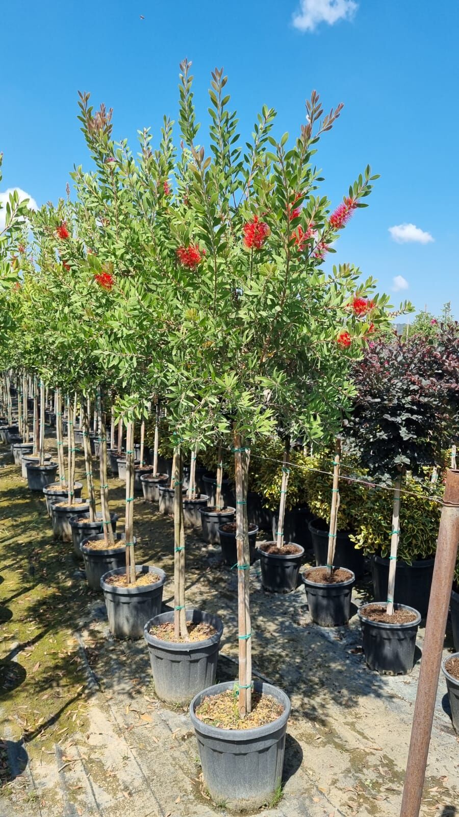 Tijli Fırça Çalısı - Callistemon laevis ball