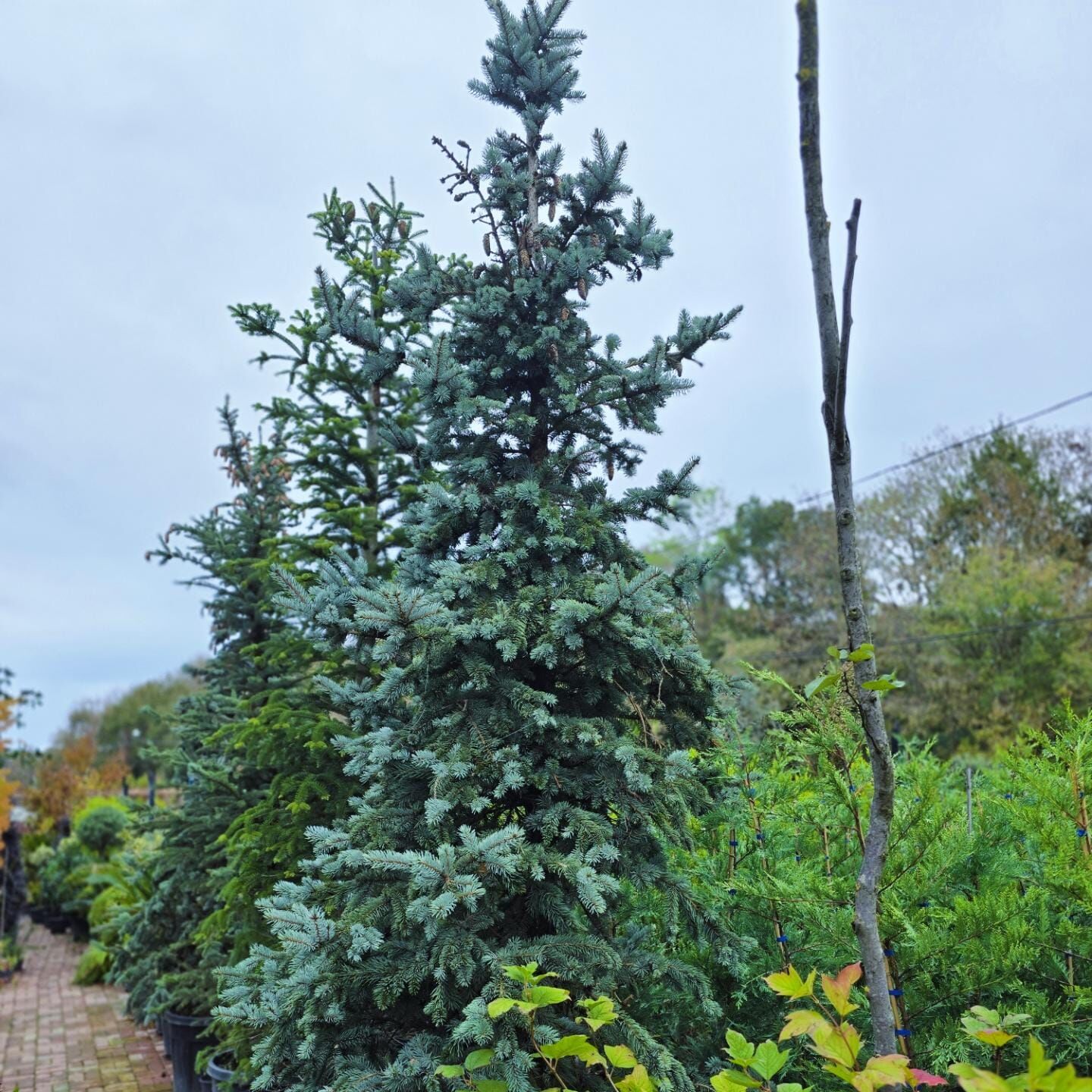 Mavi Ladin (300-400 cm ) - Picea pungens glauca