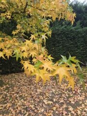 Amerikan Sığlası – Liquidambar styraciflua