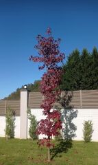 Amerikan Sığlası – Liquidambar styraciflua