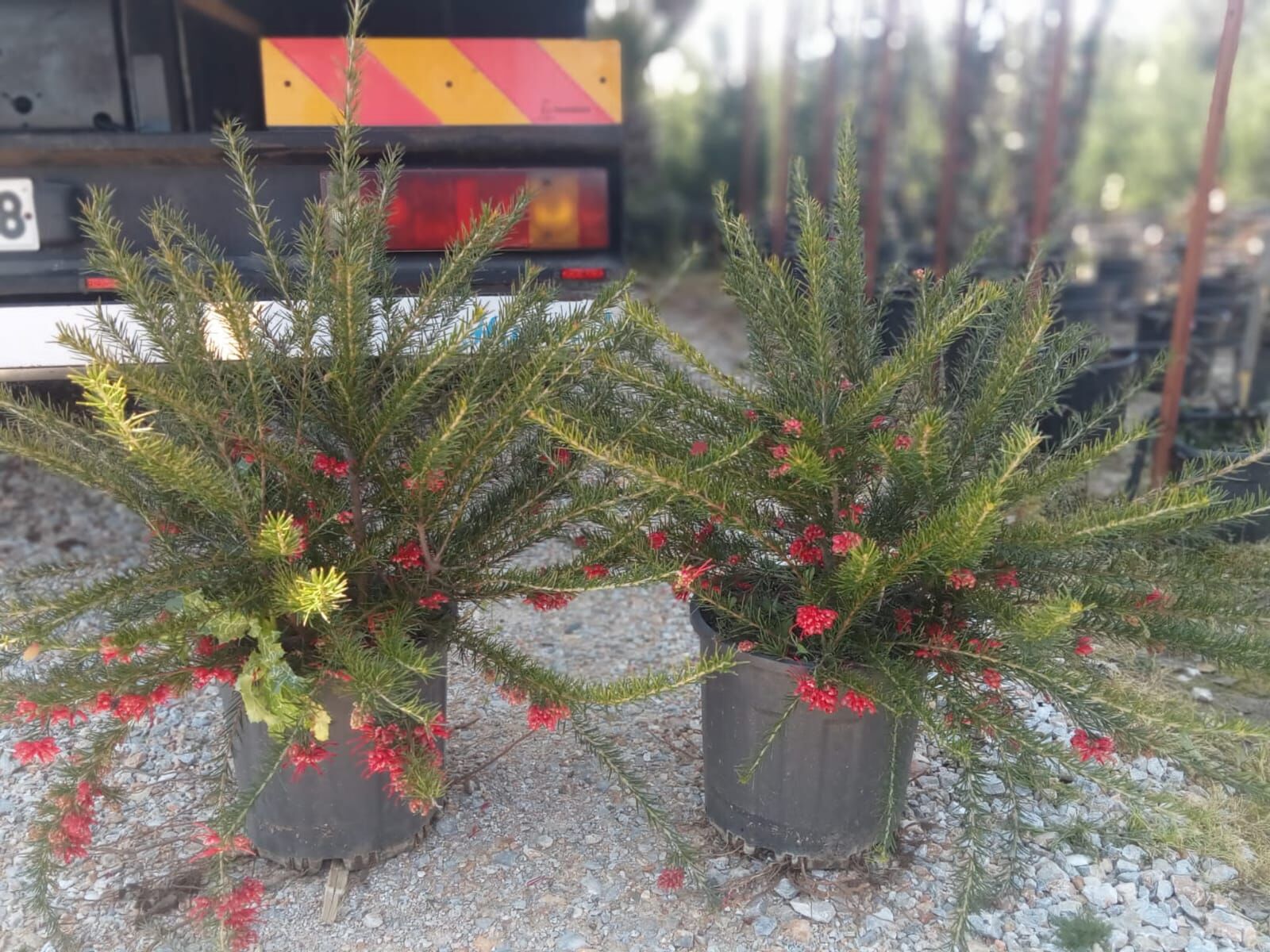 Gravilla Çalısı (grevillea juniperina)