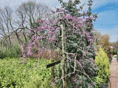 Ters Erguvan - Cercis canadensis ruby falls